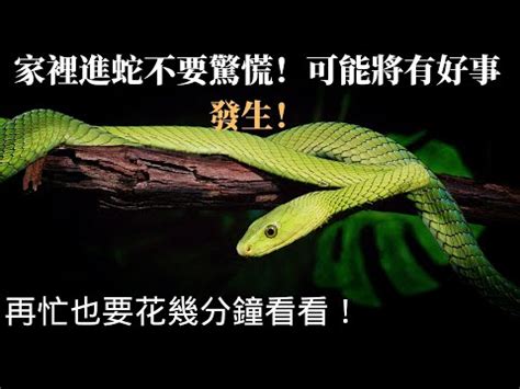 家裡出現蛇代表什麼|家裡出現蛇：代表什麼，該如何應對？